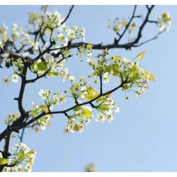 Extrait d&#39;écorce de saule blanc anti-inflammatoire 100% naturel