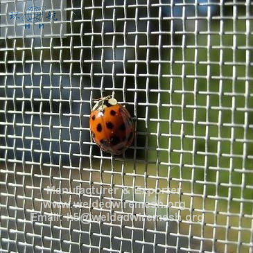 Wire Mesh for Insect and Fly Screening