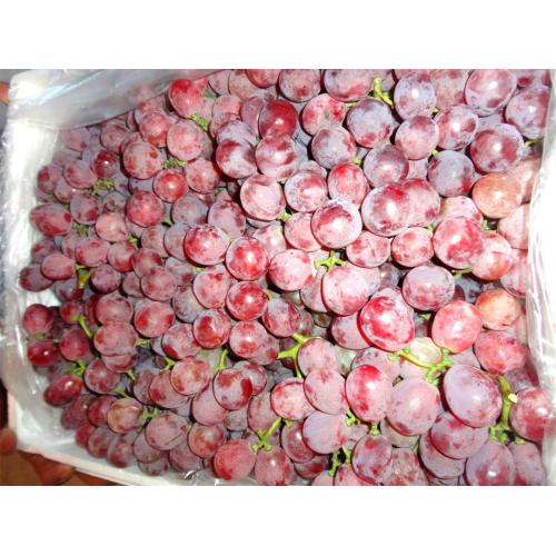 Globe Kualitas Terbaik Grape Top Grade Dijual