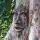 Lo spirito di Nottingham Woods: Greenman Tree Sculpture