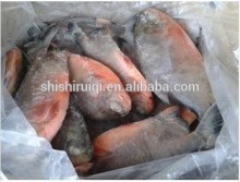 High quality frozen Red Pomfret