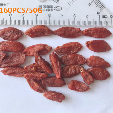 Biggest Goji berry of good Teaste