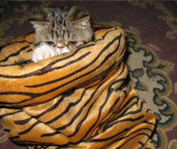 Fuzzy Cat Bag Cat Kitten Sleeping Bag Cat Tunnel Plush Cat