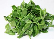 Organic Chinese Herbal Extract