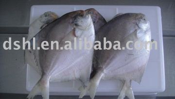frozen white pomfret