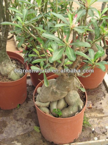 Adenium obesum desert rose