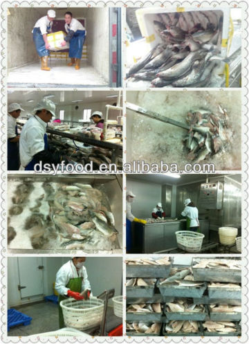 Sea bass fillet production