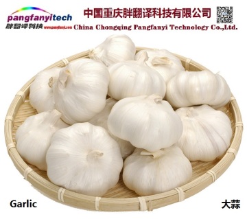 Natural Nutritional Healthy Tasty Self-planted  Garlic