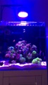 Phlizon LED Aquarium Light WiFi IR Control 80W