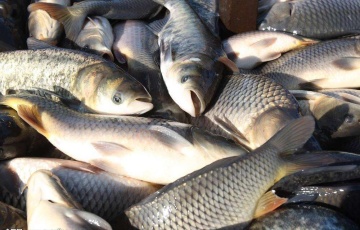 Fishmeal Processing Machines