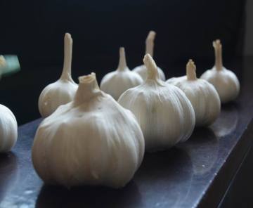 hot style elephant garlic