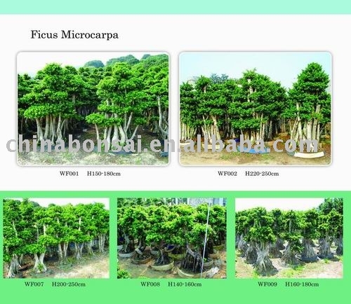 Ficus Microcarpa farms