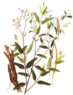 Pure-Apocynum-Venetum-Extract-for-Optimal-Health-and-Safety (1) Pure-Apocynum-Venetum-Extract-for-Optimal-Health-and-Safety (1)