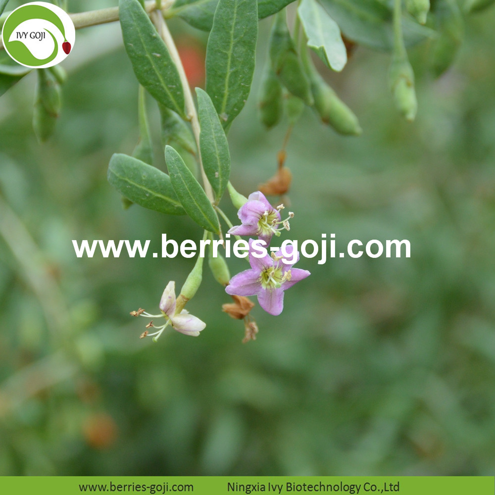 Goji-Beeren Goji berry