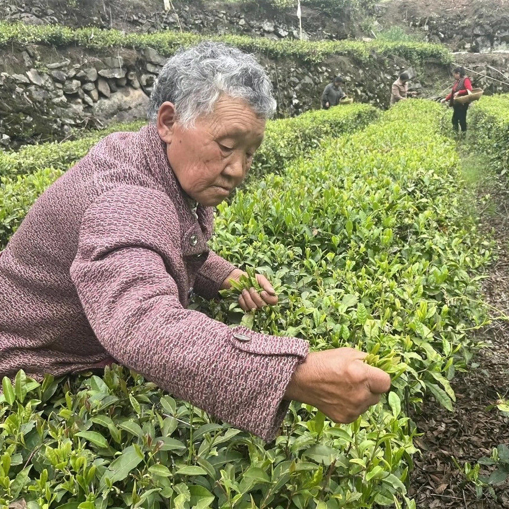 Green Tea Picking