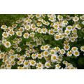 Undiluted Chamomile Hydrosol OEM Wholesale Bulk