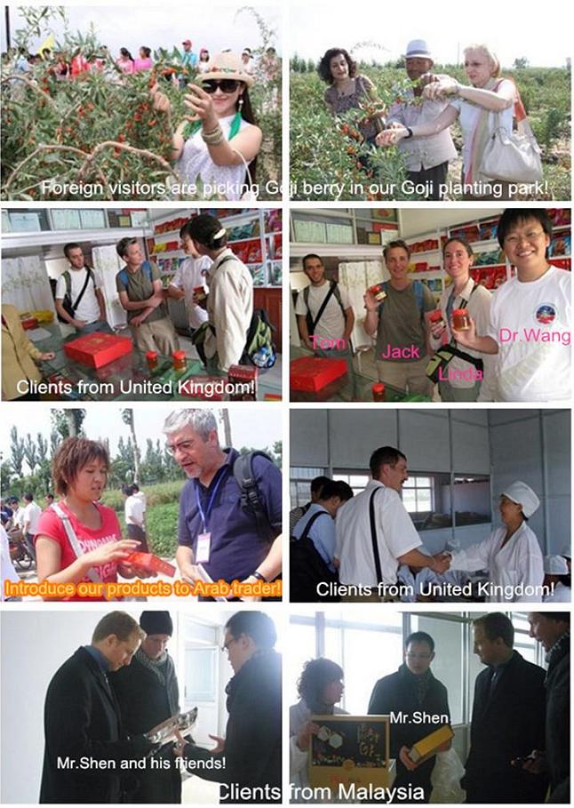 Goji berry Foreign clients visiting