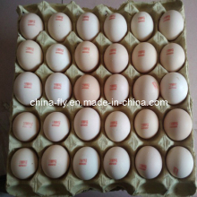 Egg Desktop Date Inkjet Machine/Printers