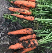 Red Carrots of Vegetables Exporting Field