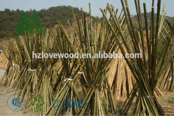bamboo sticks/bamboo canes/bamboo poles at cheap price