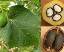 High quality tree seeds buy jatropha seeds