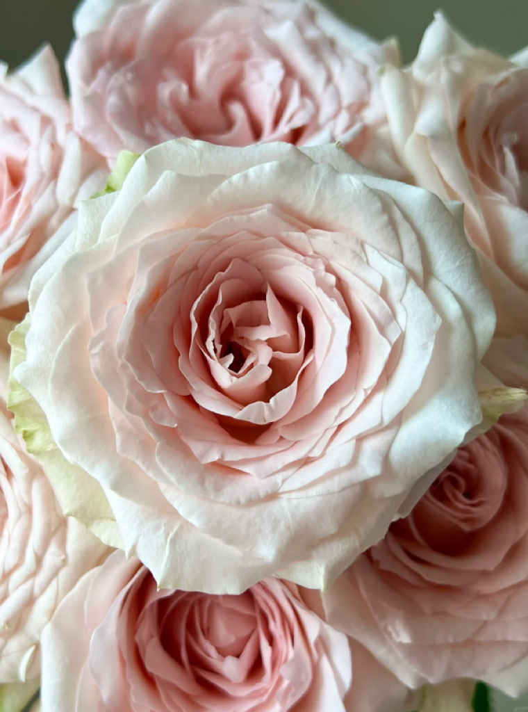 মীন গোলাপ Pisces Rose