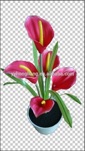 red callalily flower light