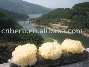 dried white fungus/ white fungus/tremella/silver ear