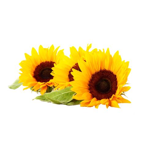 sunflower oil powder