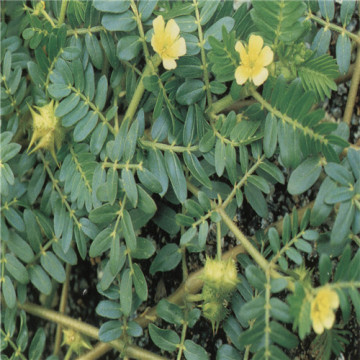 Tribulus Terrestris Extract