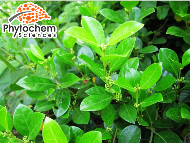 Pure gymnema sylvestre seeds reduce hyperglycemia