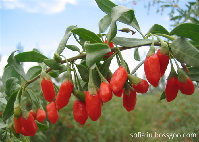 High Quality Bulk Wholesale Ningxia goji berry