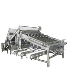 Shrimp and Prawn Grader Processing and Quick Freezing Production Line