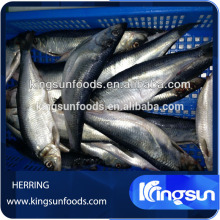 New Arrival Good Quality Frozen Herring Fish