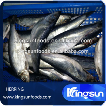 New Arrival Good Quality Frozen Herring Fish