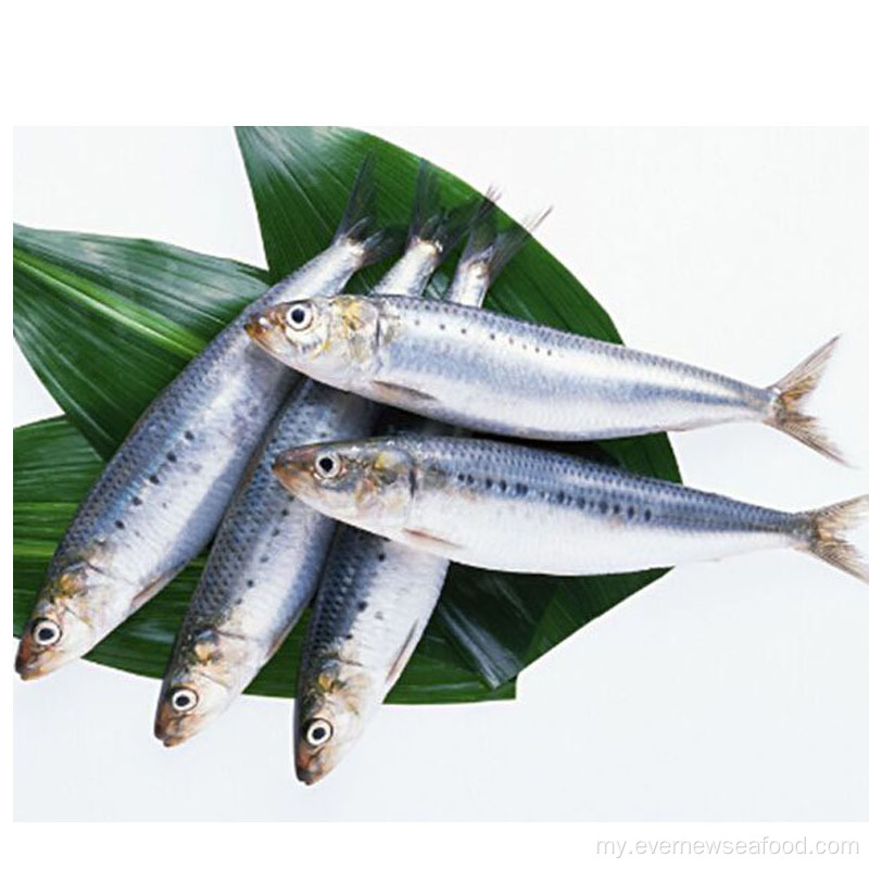 frozen အကောင်းဆုံး sardine အေးခဲလတ်ဆတ်သောငါးသေတ္တာ
