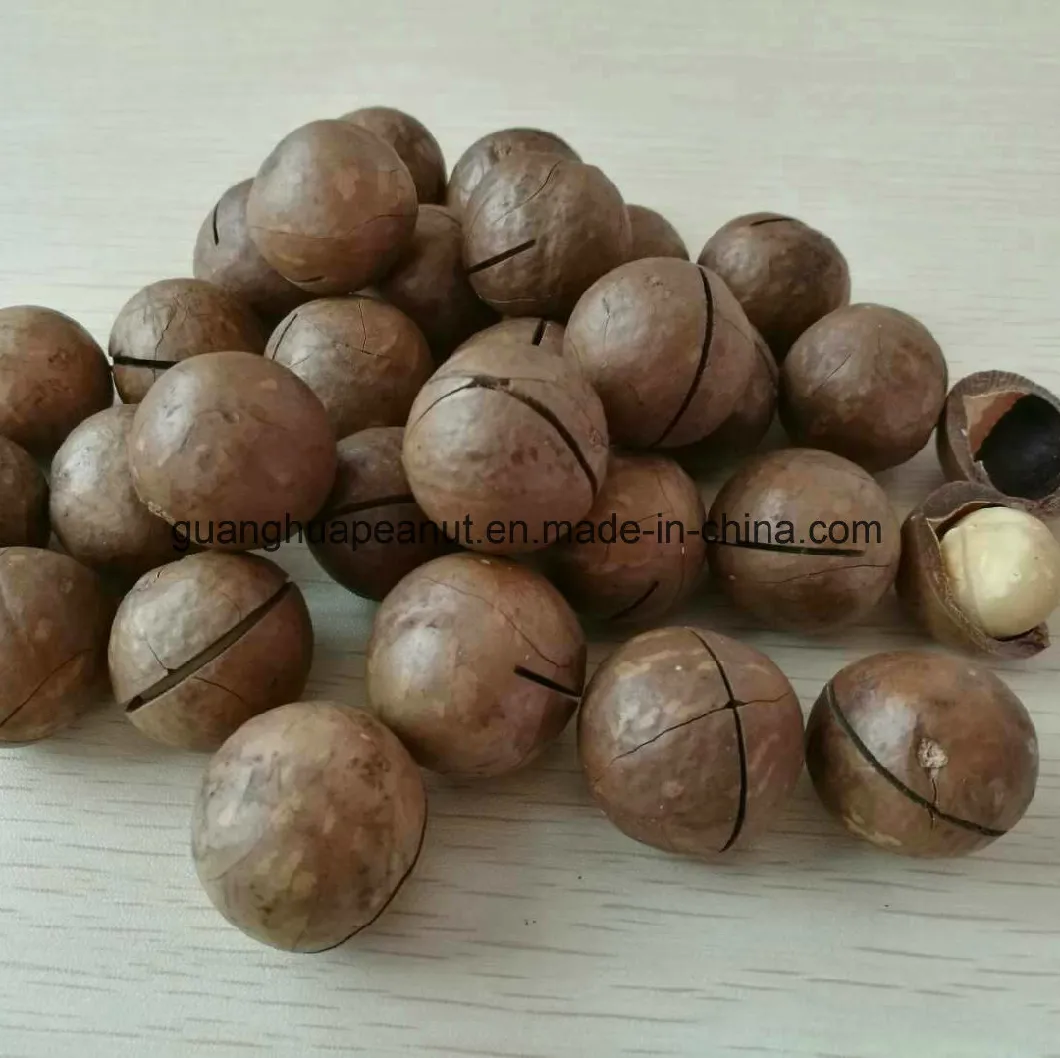 Low Calorie Macadamia Nuts with Factory Price
