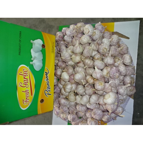 2020 Fresh Normal Garlic In Carton