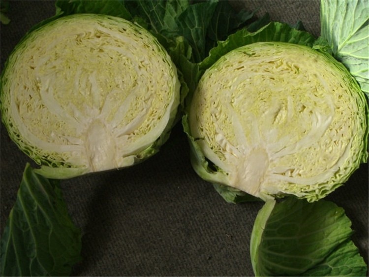 Chinese Fresh Cabbage Bulk Price