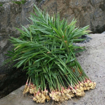 Jining greenfarm fresh ginger