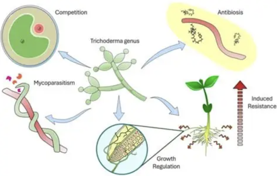 الترايكوديرما فيريد للزراعة Trichoderma Viride for Agriculture