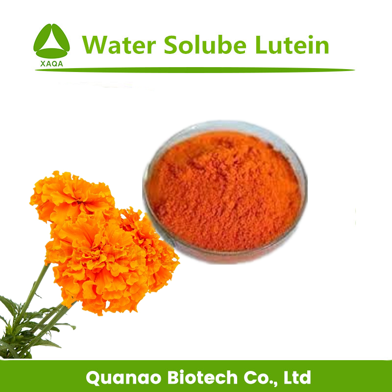Extracto de flor de caléndula Luteína 5% Polvo Soluble en agua