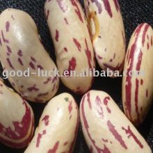 2011 Crop light speckled kidney beans