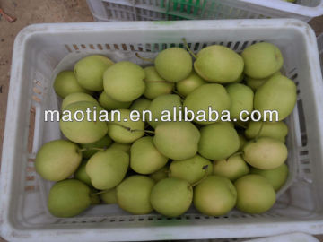 Fresh Shandong Pear