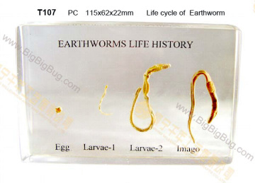 T107-Life cycle of  Earthworm