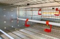 Gaiola de criação de frangas para equipamentos de avicultura