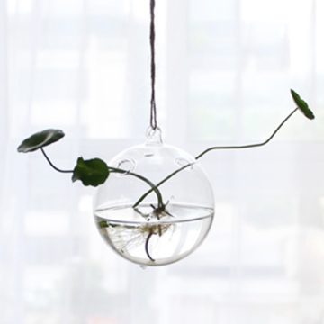 New classical hydroponic vase,globe shape mini terrarium plants