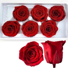 Wholesale Eternal Rose: Preserved Forever Red Rosas Preservadas