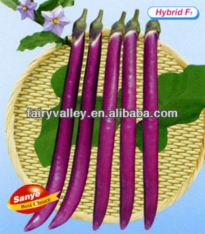 Purple Red Eggplant Seeds-Hangzhou Red Eggplant