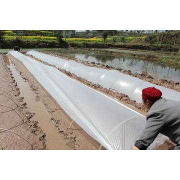 Film de paillis biodégradable contre les mauvaises herbes